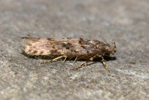 Réf. 205 527 : Teleiopsis diffinis